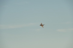 DSCN9871