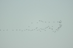 DSCN9960